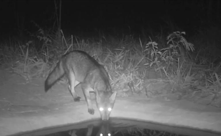 Onça, cachorro do mato e lobo são filmados em bebedouros instalados por empresa para aliviar seca