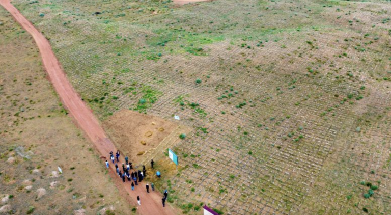 China recupera 15 milhões de hectares de pastagens e transforma combate à desertificação em negócio