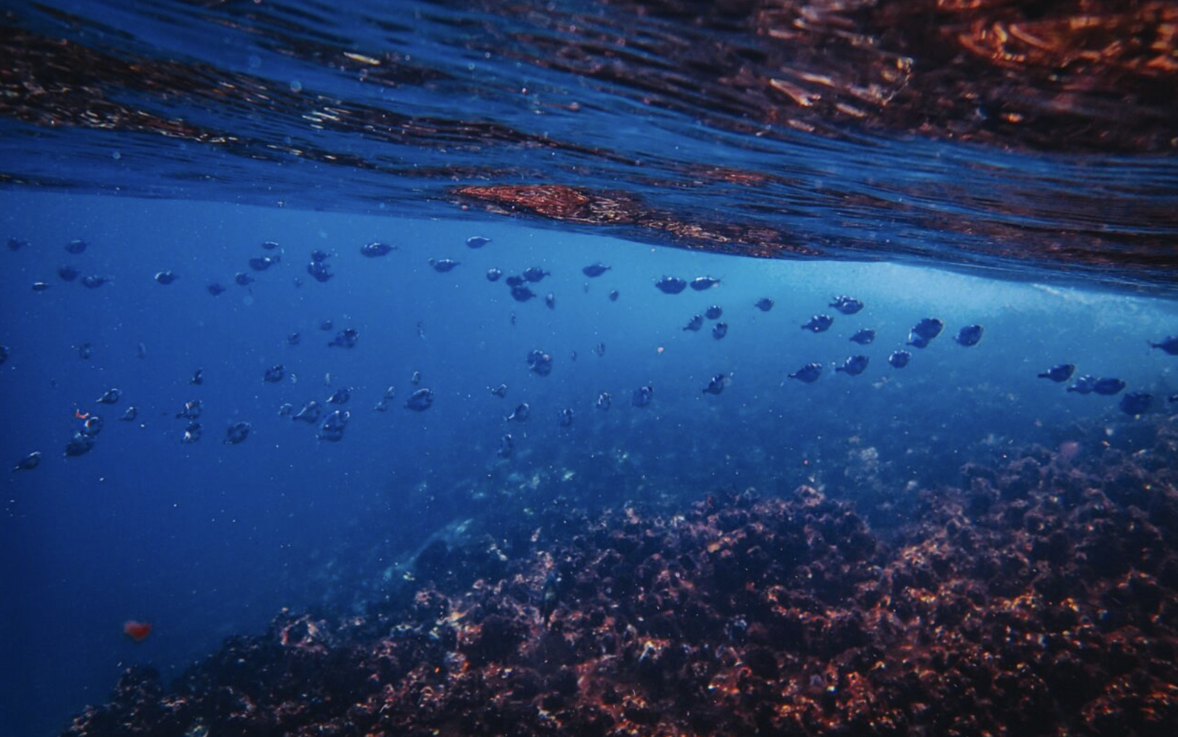 Rio Ocean A poluição marinha foi o tema da Rio Ocean Week 2026, no Museu do Amanhã. Foto: Divulgação